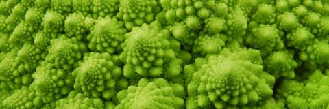 STANDARD LICENSE; PLEASE SEE ADDITIONAL ASSET FOR FULL LICENSE TERMS.

Romanesque broccoli macro