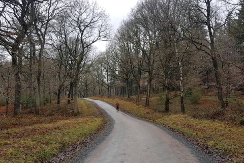 Wyre Forest in Worcestershire