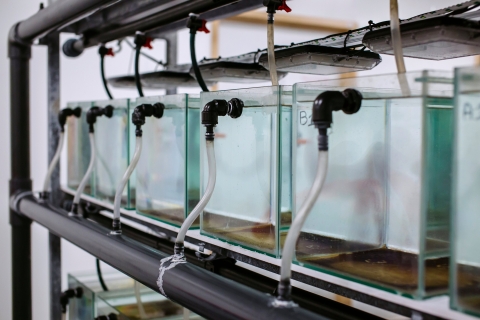 Marine research tanks