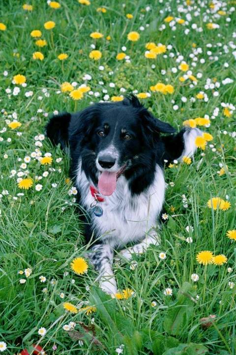 Rico, the original smartest dog CREDIT: Copyright-Susanne Baus