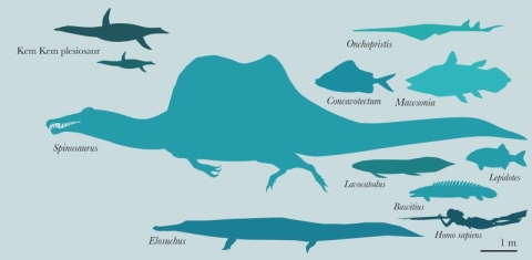 Freshwater fauna from the Kem Kem, Morocco
