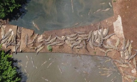 drone photo of crocodiles