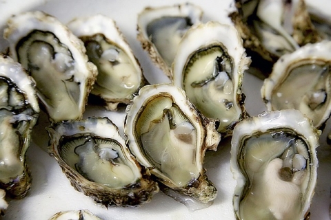 Several oysters on a plate