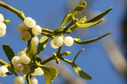 mistletoe