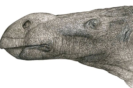 A reconstruction of Brighstoneus simmondsi by John Sibbick