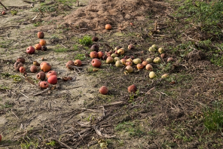 A pile of red and green apples strewn over an expanse of patchy grass
